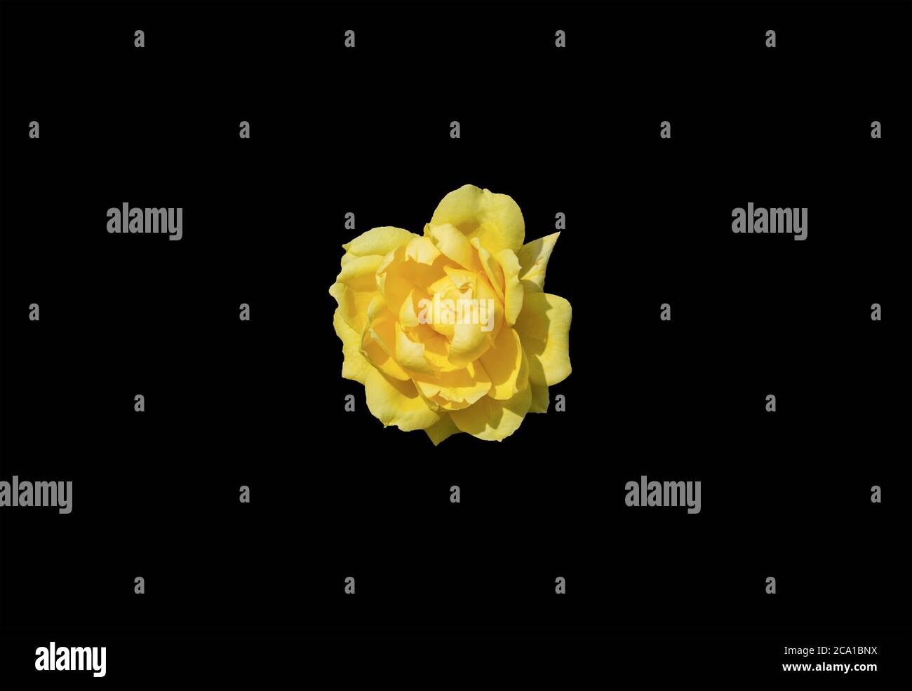 Rose jaune isolée sur fond noir. Banque D'Images