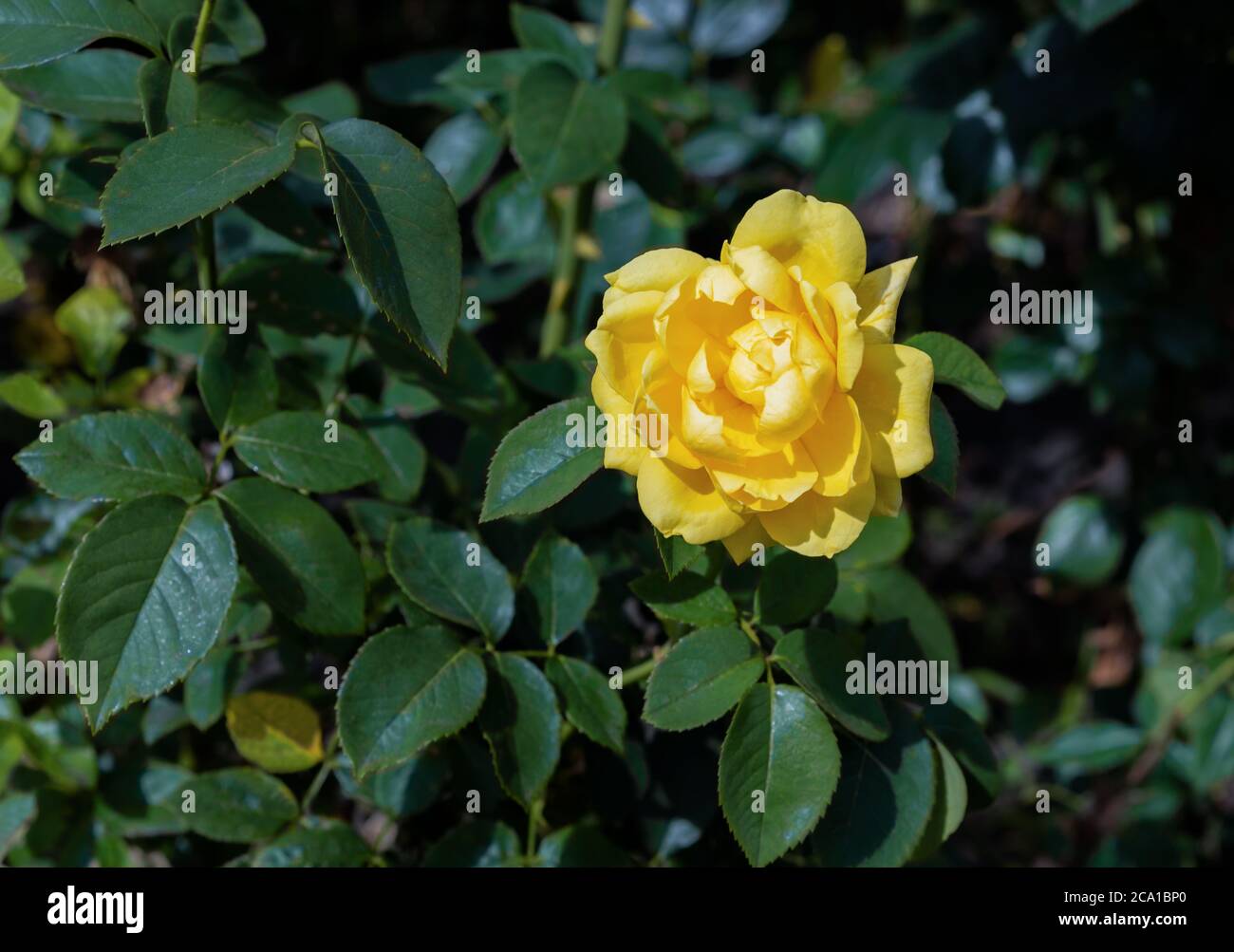 Rosa 'la femme Poets'. Bush de roses jaunes en fleurs dans le jardin. Banque D'Images