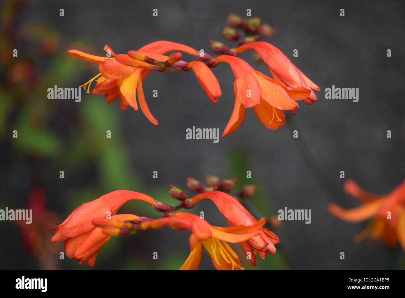 Lucifer crocosmia orange fleurs dans un jardin irlandais Banque D'Images