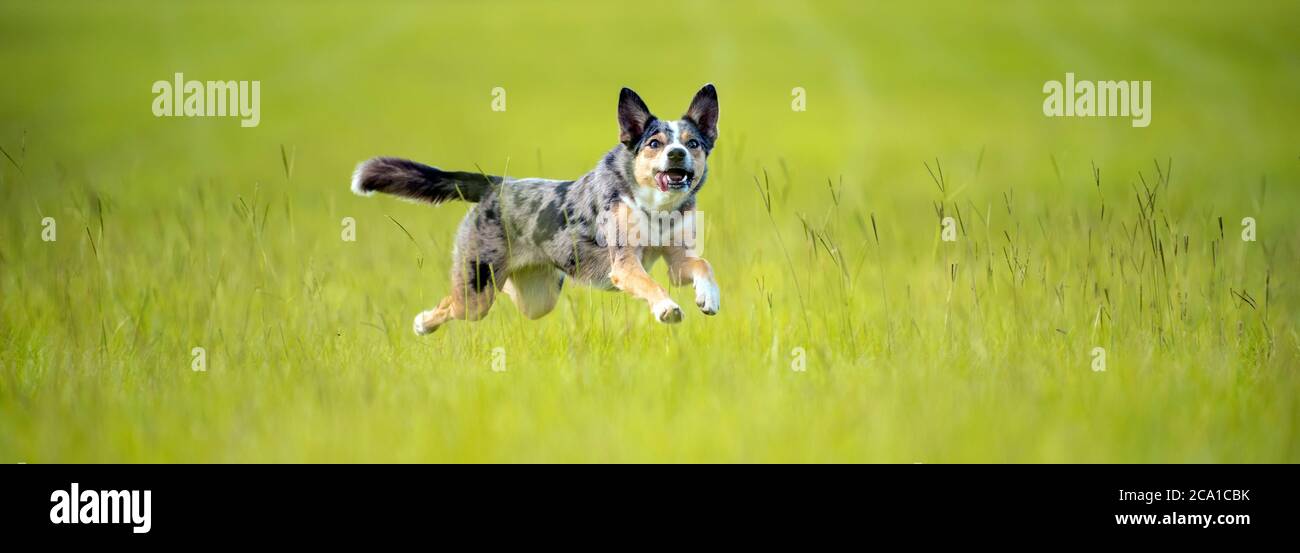 Koolie chien de troupeau australien ou allemand Coolie. Australie chien de troupeau de travail original. Banque D'Images