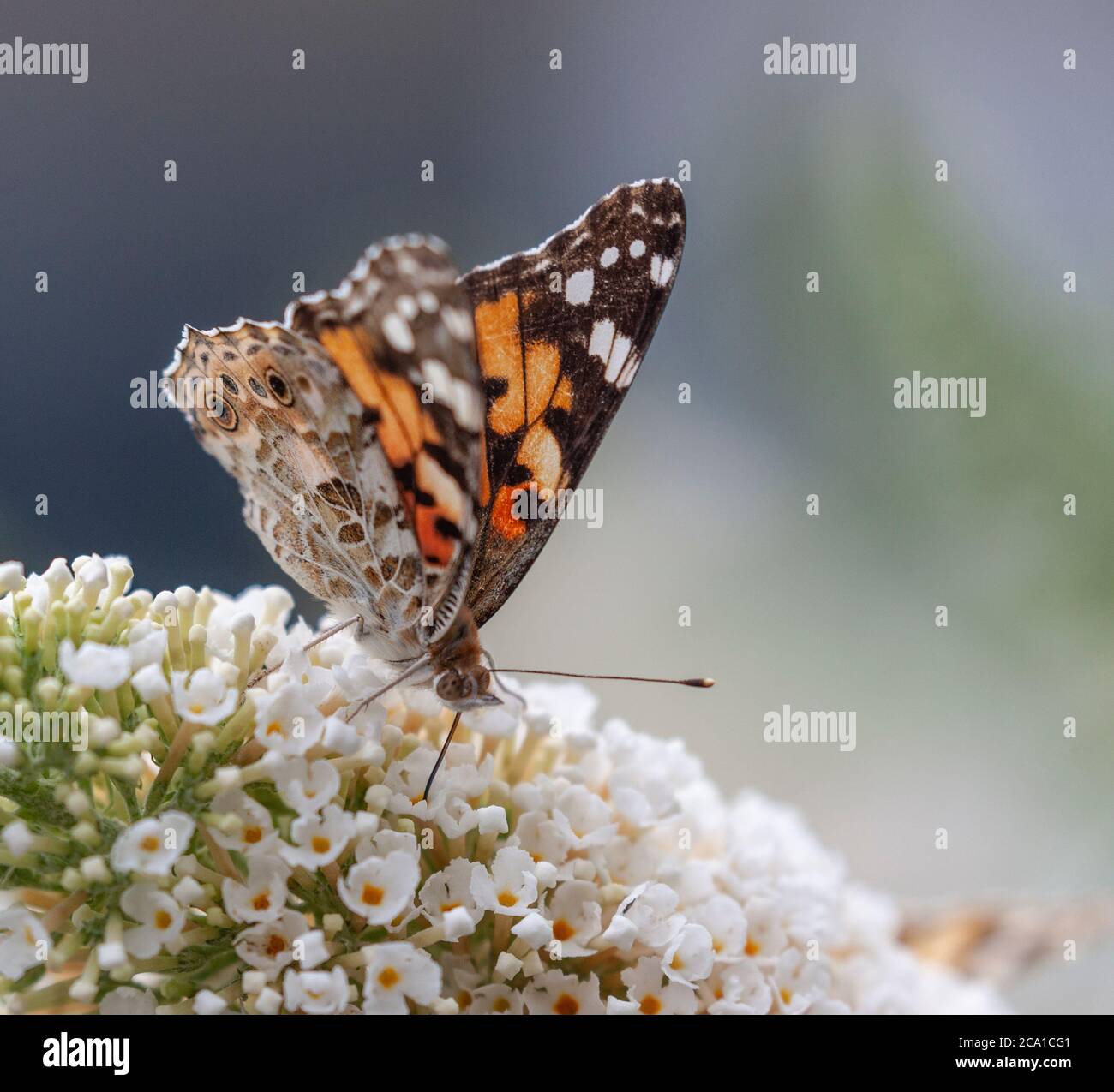 Un papillon lady peint, Vanessa cardui, buvant le nectar d'une panicule Buzz Buddleja blanche de fleurs Banque D'Images