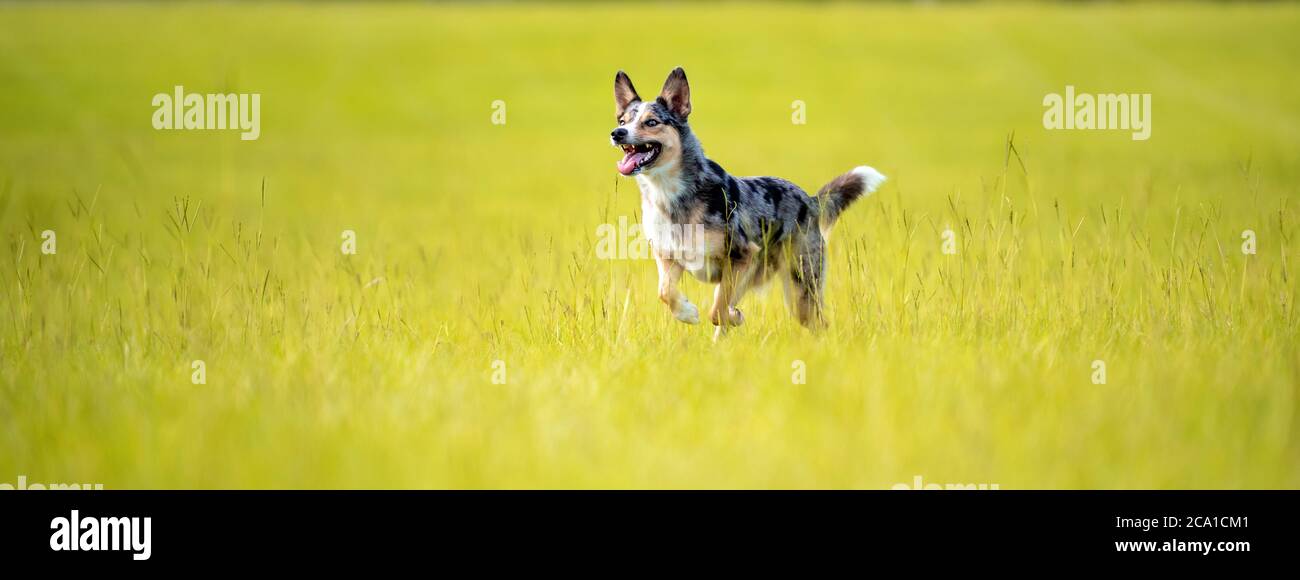 Koolie chien de troupeau australien ou allemand Coolie. Australie chien de troupeau de travail original. Banque D'Images