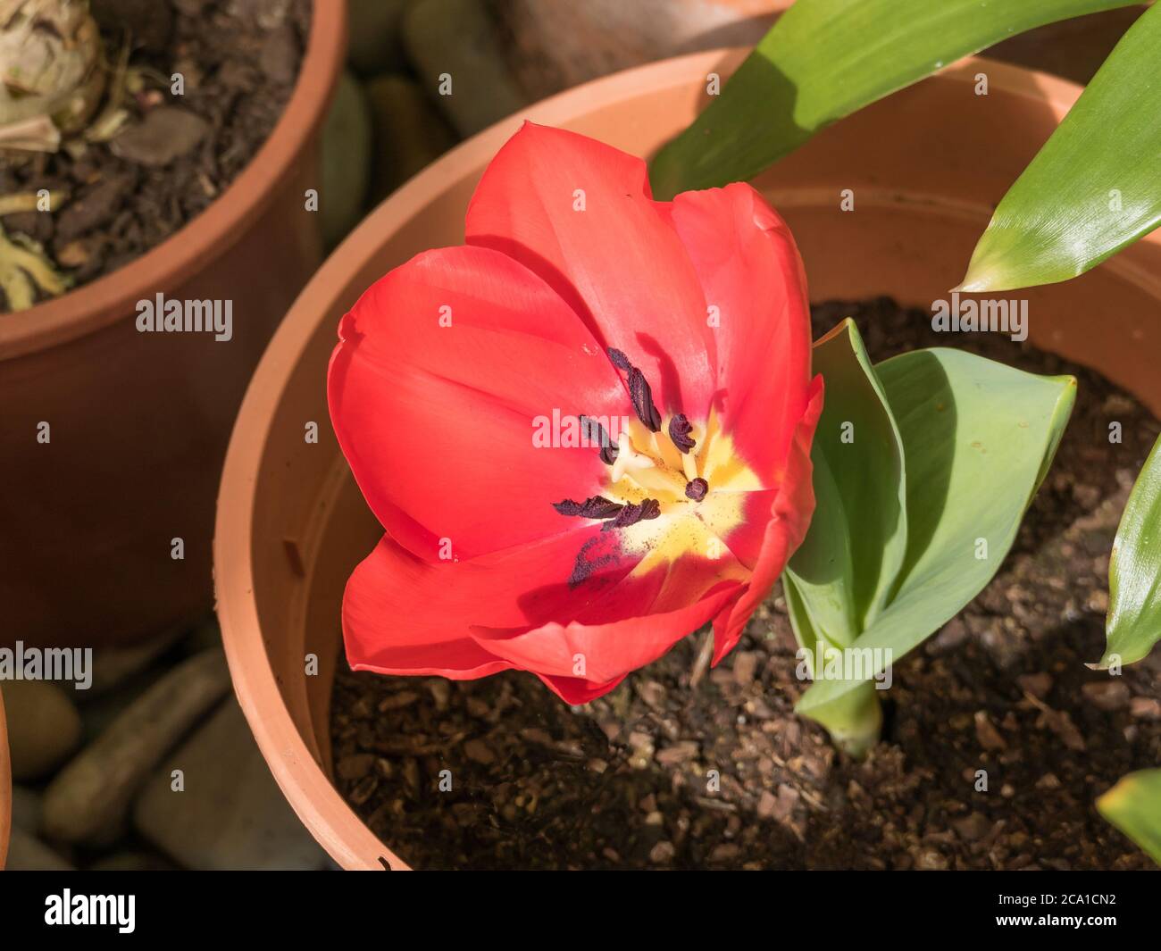fleur rouge tulipe avec centre jaune cultivé dans un pot avec la lumière du soleil Banque D'Images