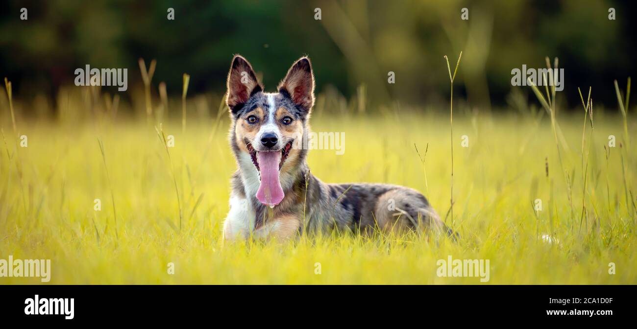 Koolie chien de troupeau australien ou allemand Coolie. Australie chien de troupeau de travail original. Banque D'Images