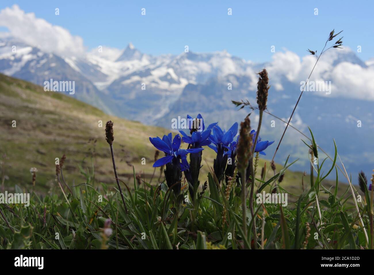 Gentiane à Faulhorn près de Grindelwald. Montagnes en arrière-plan. Banque D'Images
