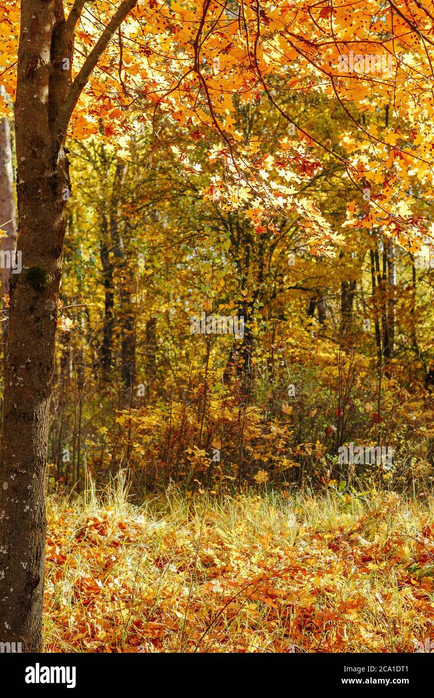 Belle forêt d'automne avec des arbres jaunes au soleil Banque D'Images
