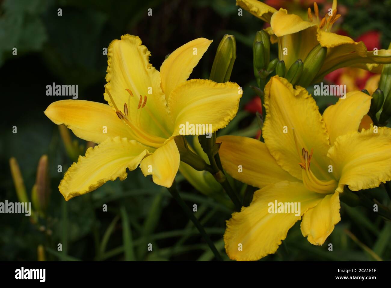 Les araignées de Daylilies à la fincelle jaune fleurissent à l'air libre. Banque D'Images
