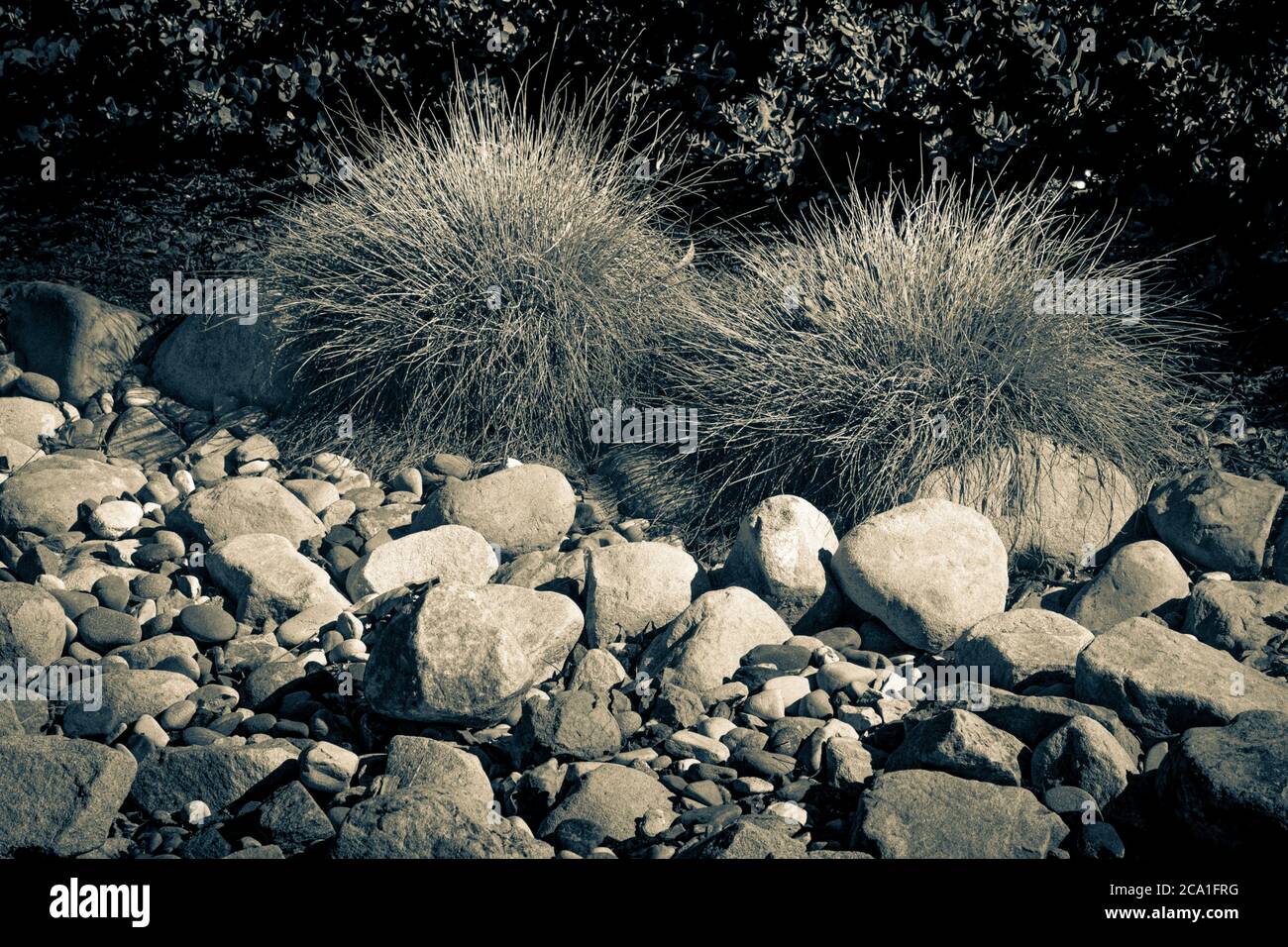 Un ruisseau de roche de rivière sec avec de belles plantes ornementales d'herbe et l'aménagement paysager d'arbustes à Santa Barbara, CA, États-Unis, en ton divisé Banque D'Images