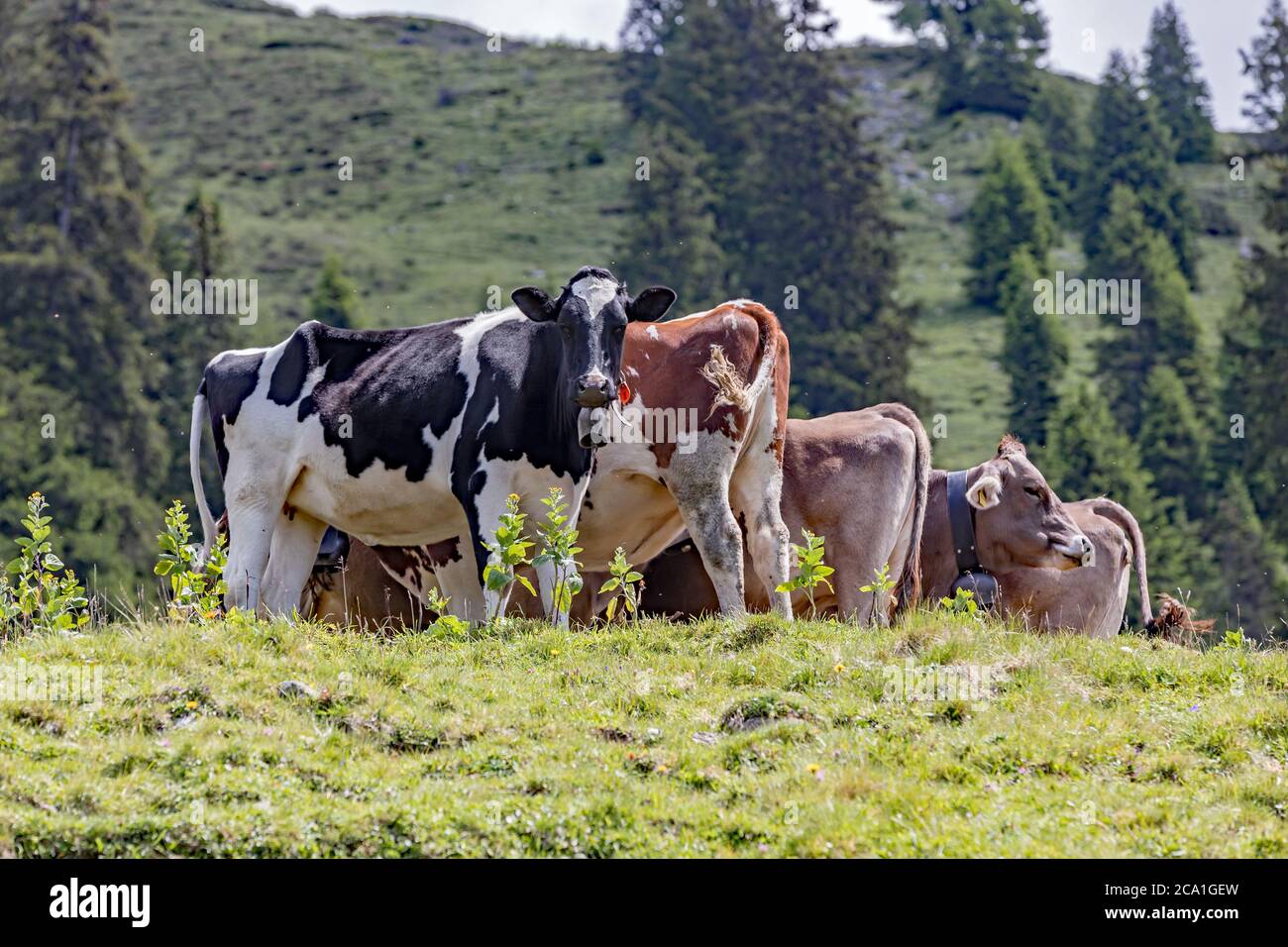 groupe de vaches dans les alpes suisses Banque D'Images