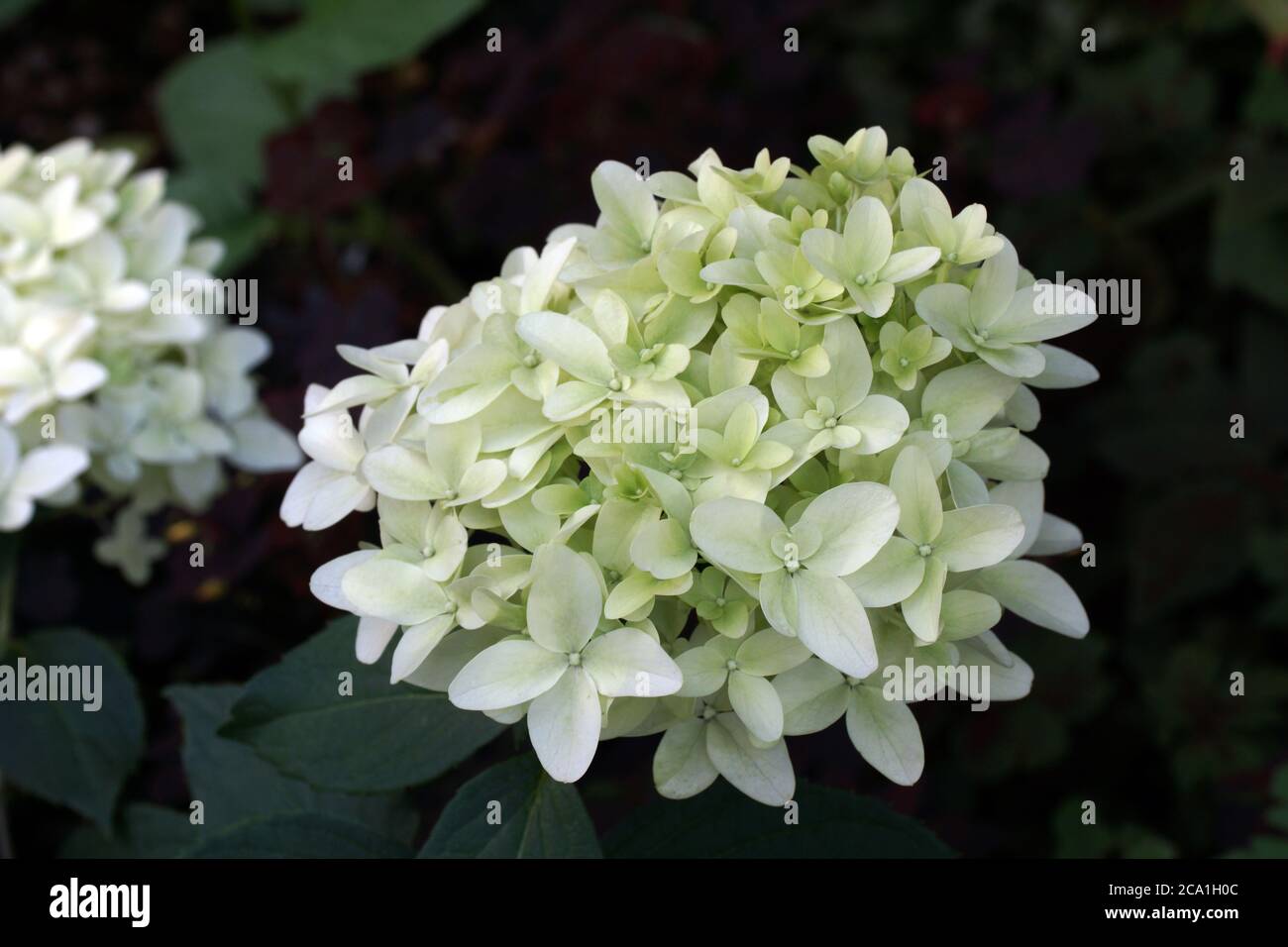Hydrangea paniculata Skyfall ou Frenne. Inflorescence rapprochée. Fleurez dans le jardin à l'extérieur. Banque D'Images