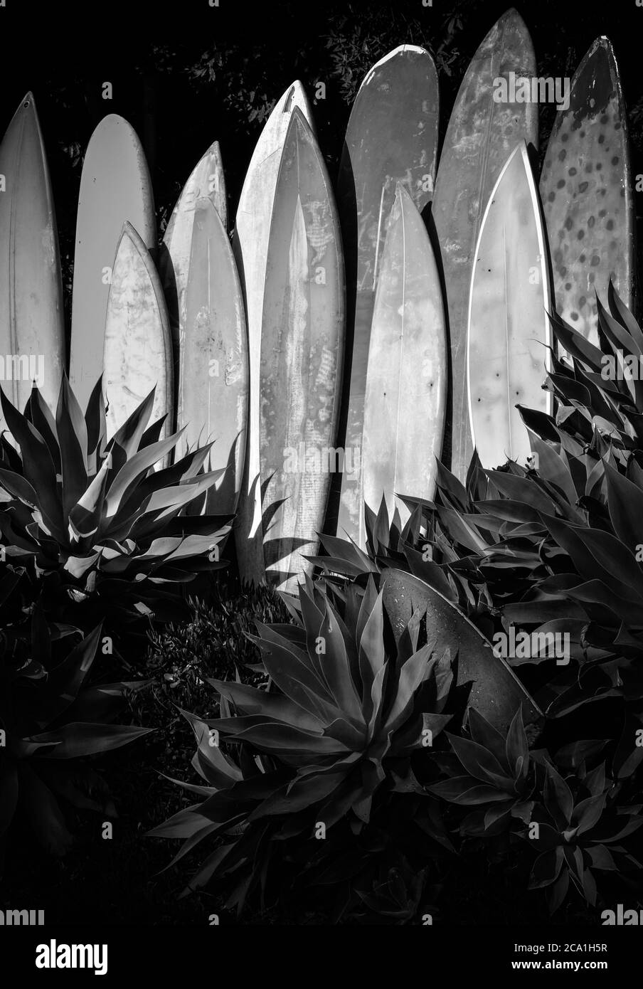 Une gamme verticale de planches de surf anciennes, gungy et anciennes dans un jardin agave en Californie du Sud en noir et blanc Banque D'Images