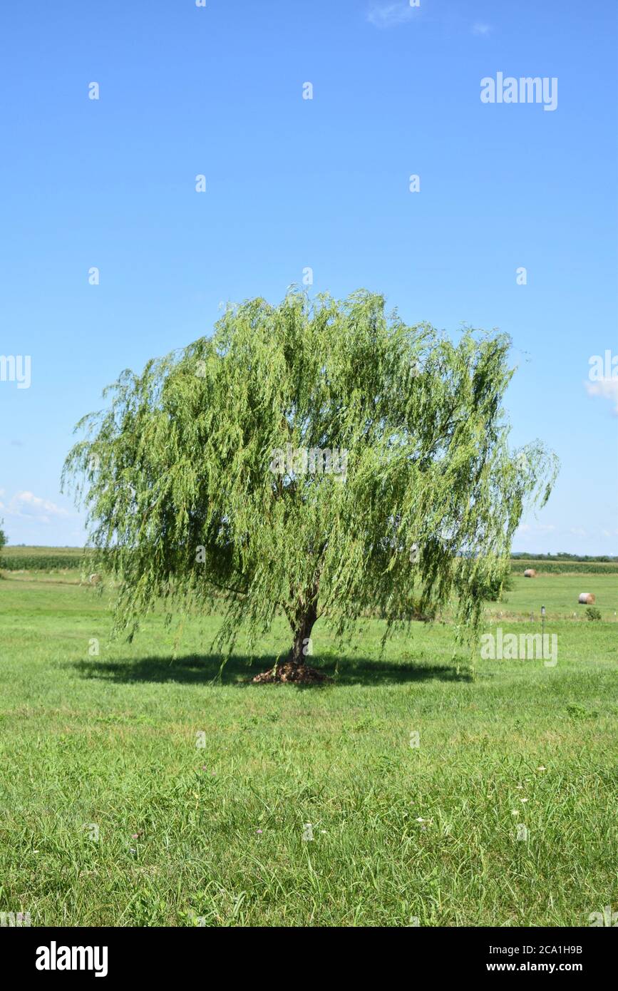 Saule pleureur dans un champ Banque D'Images