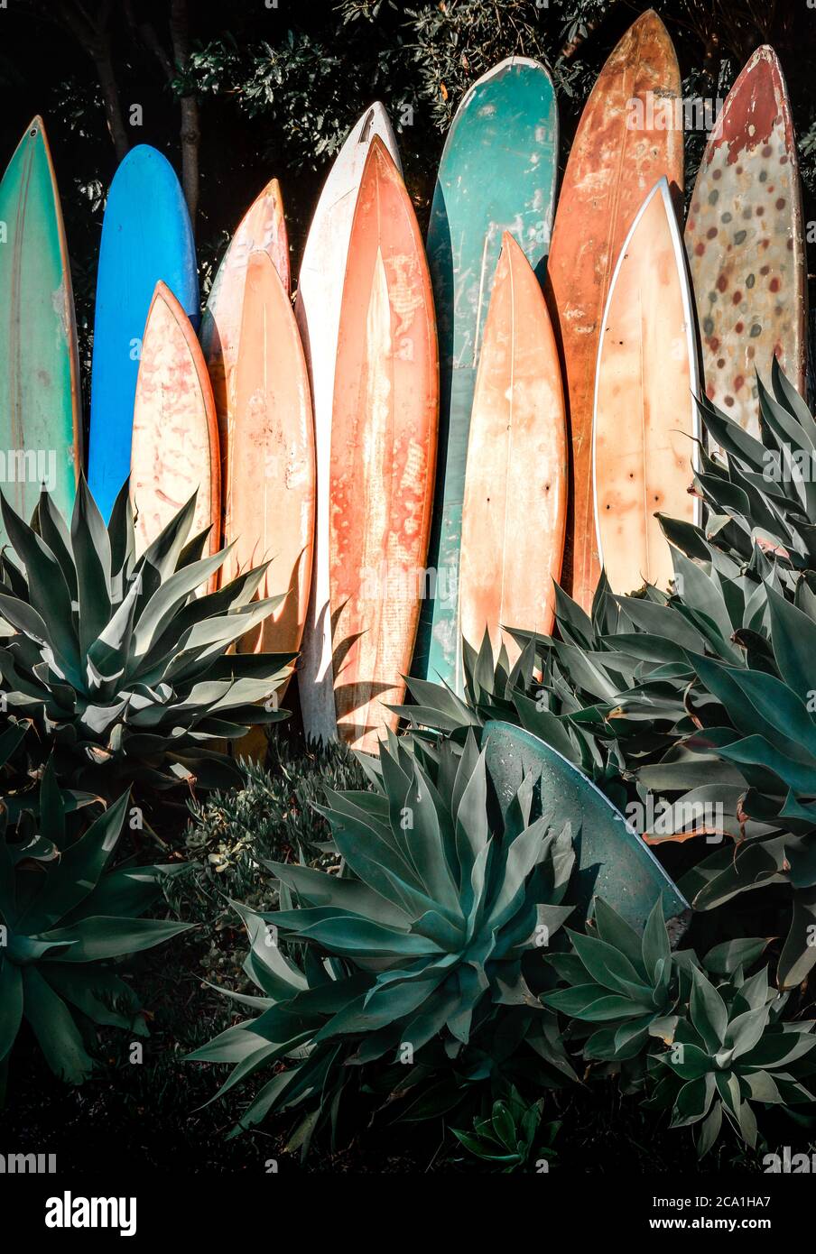 Une gamme verticale de planches de surf anciennes, gungy et anciennes dans un jardin agave en Californie du Sud Banque D'Images
