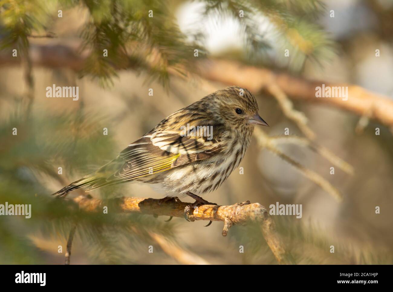 Un pin siskin, Spinus pinus, perché sur une branche d'épinette blanche dans une forêt du centre de l'Alberta, au Canada. Banque D'Images