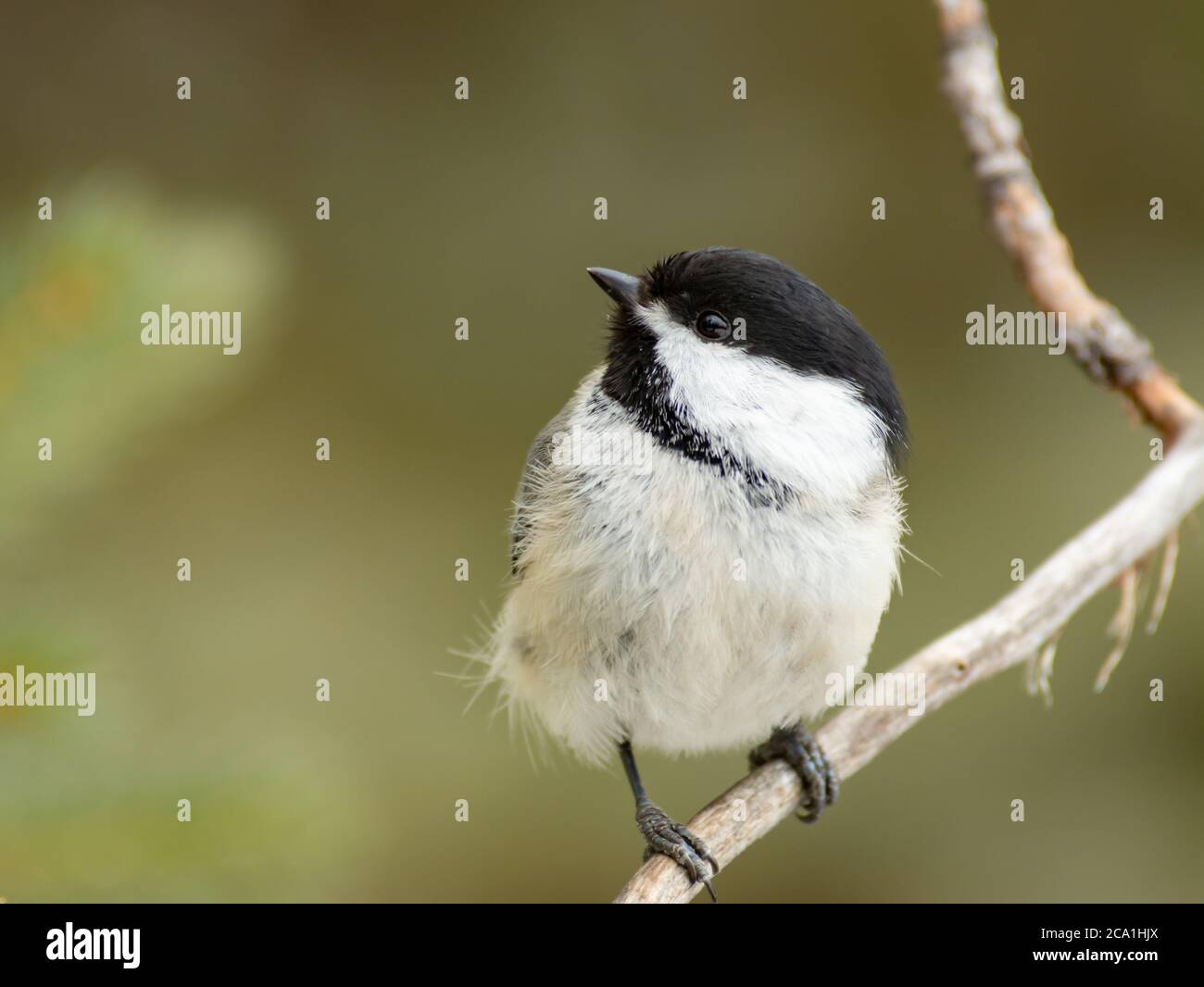 Un chichadee à capuchon noir, Poecile arricapillus, perçant sur une branche d'une forêt dans le centre de l'Alberta au Canada pendant l'hiver. Banque D'Images