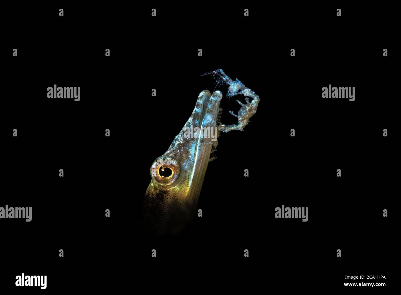 Crevettes squelette, famille des Caprellidae, sur le brochet blenny, Chaenopsis sp., Blue Heron Bridge, Lake Worth Lagoon, Riviera Beach, Floride, États-Unis, océan Atlantique Banque D'Images