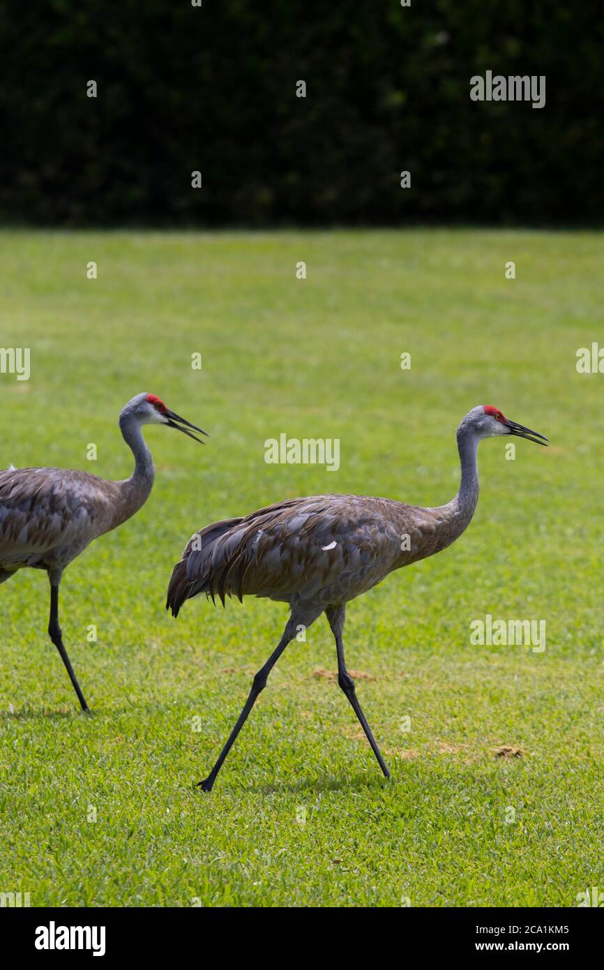 Sand Hill Cranes sur un parcours de golf dans le centre de la Floride Banque D'Images