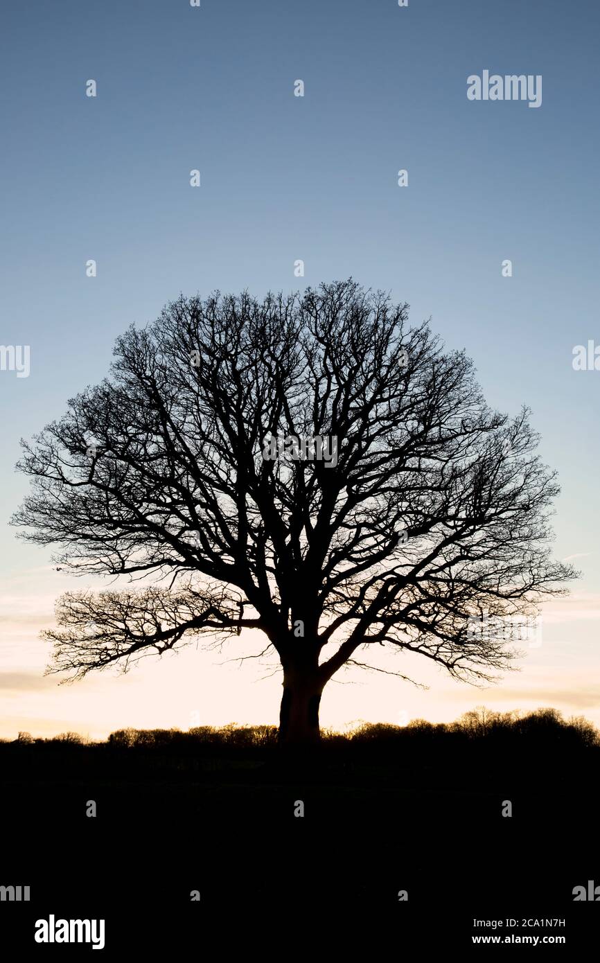 Arbres sans feuilles en silhouette contre un ciel d'hiver à Shropshire, Angleterre. Banque D'Images