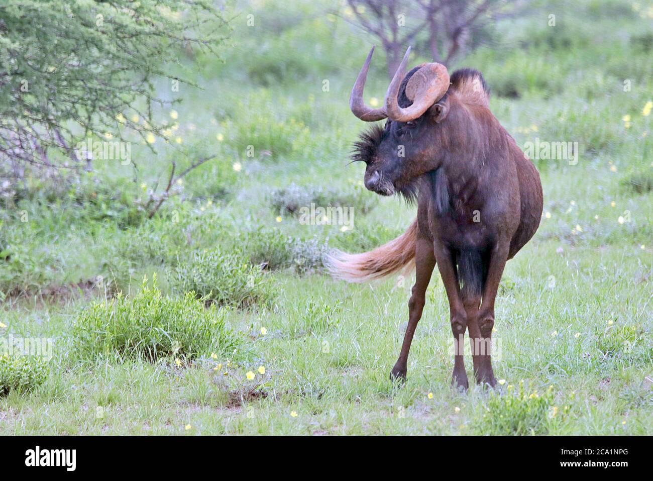 Un Wildebeest noir sauvage (Connochaetes gnou) debout dans la végétation pendant la saison des pluies à la réserve d'Erindi, région d'Erongo, Namibie. Banque D'Images