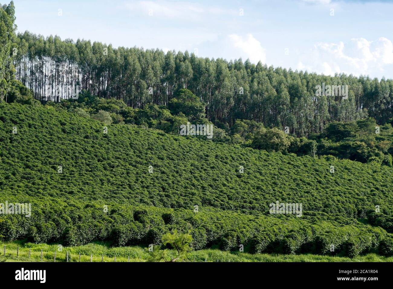 Ferme avec vue sur la plantation de café - Café à la ferme Brésil - Cafe do Brasil Banque D'Images