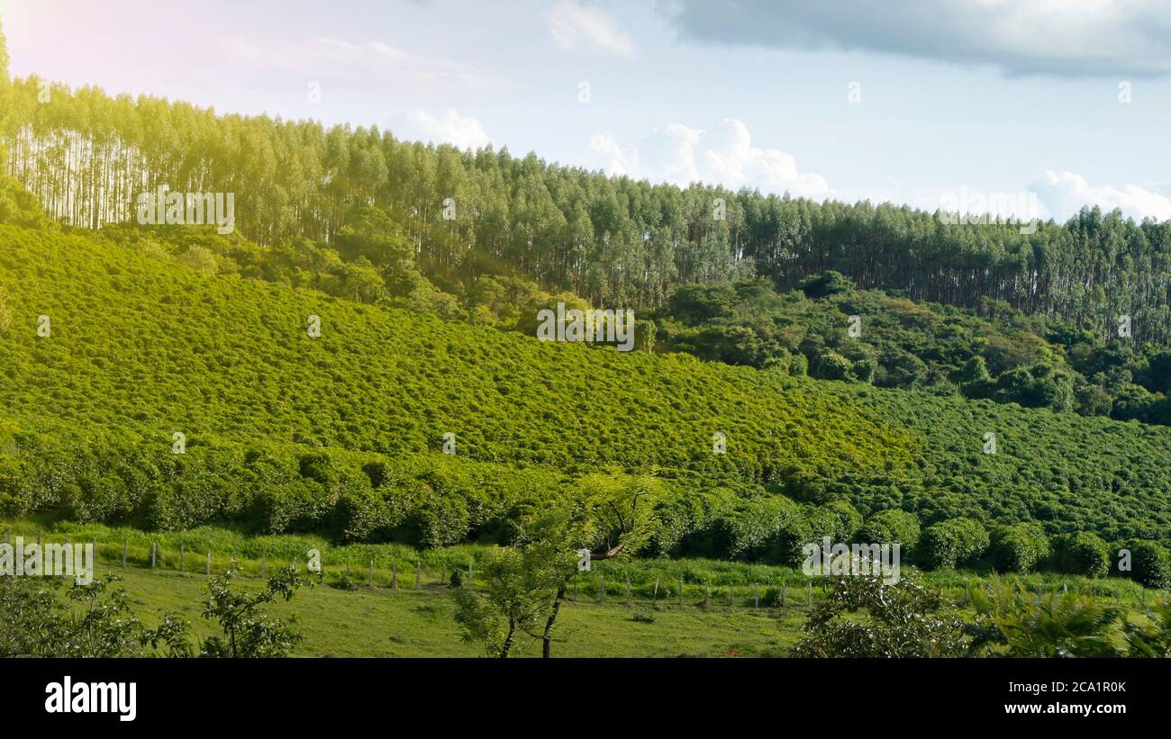 Ferme avec vue sur la plantation de café - Café à la ferme Brésil - Cafe do Brasil Banque D'Images