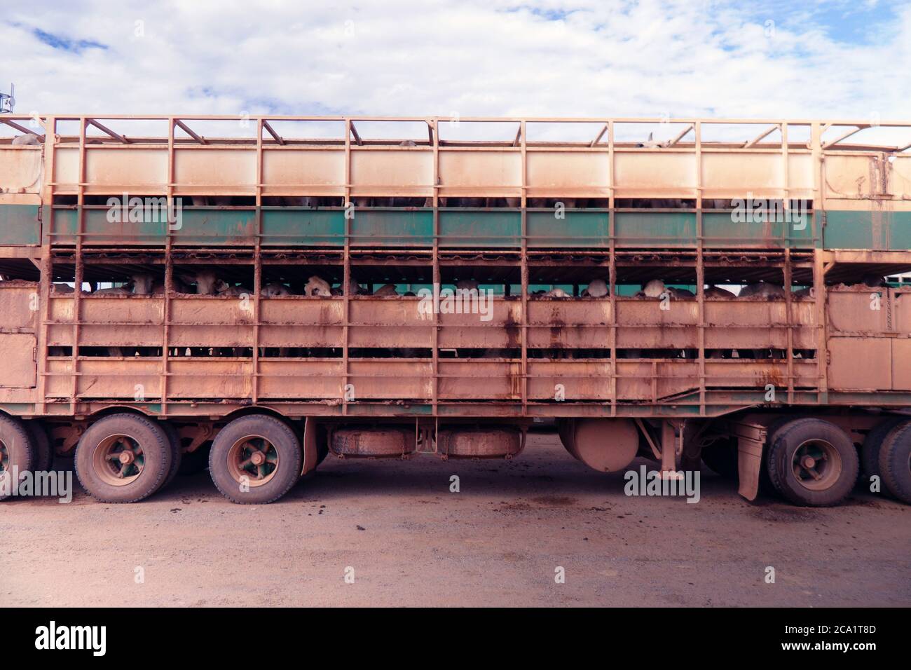 Bétail sur la roadtrain, Burke & Wills Developmental Road, Outback Queensland, Australie. Pas de PR Banque D'Images