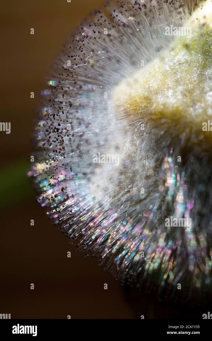 Floraison de courge sur un jeune fruit de courge à coupe de beurre. Banque D'Images