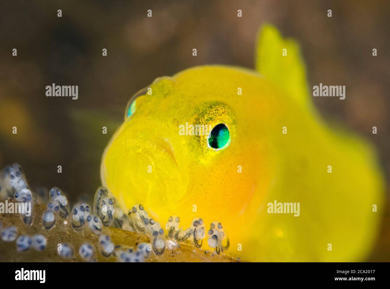 Goby jaune, Lubricogobius exiguus, qui garde ses œufs, Tulamben, Bali, Indonésie, Indo-Océan Pacifique Banque D'Images