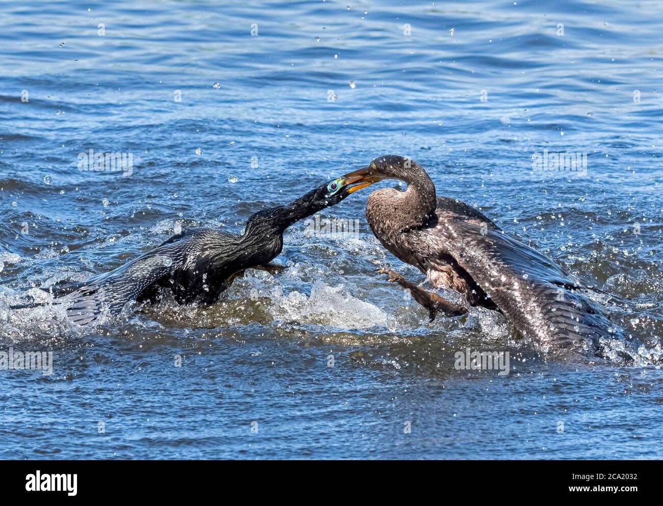 Anhingas, Anhinga anhinga, dans une lutte territoriale violente, comté de Polk, Floride, États-Unis Banque D'Images