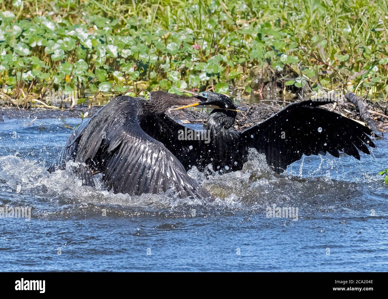 Anhingas, Anhinga anhinga, dans une lutte territoriale violente, comté de Polk, Floride, États-Unis Banque D'Images
