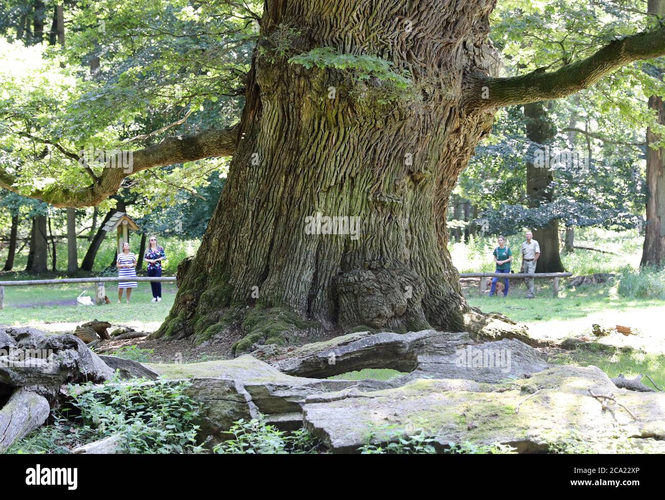 Ivenack, Allemagne. 14 juillet 2020. Les visiteurs se tiennent derrière ce qui est peut-être le plus ancien des chênes du millénaire, avec un tronc de 3.49 mètres de diamètre. Selon les experts, les chênes de 800 à 1050 ans de l'ancien 'Hudewald' ('Hutwald') du zoo d'Ivenack se portent étonnamment bien, la sécheresse ne peut les nuire. Le bon emplacement avec le sol loameux au lac Ivenack est peut-être le facteur décisif. Credit: Bernd Wüstneck/dpa-Zentralbild/dpa/Alay Live News Banque D'Images