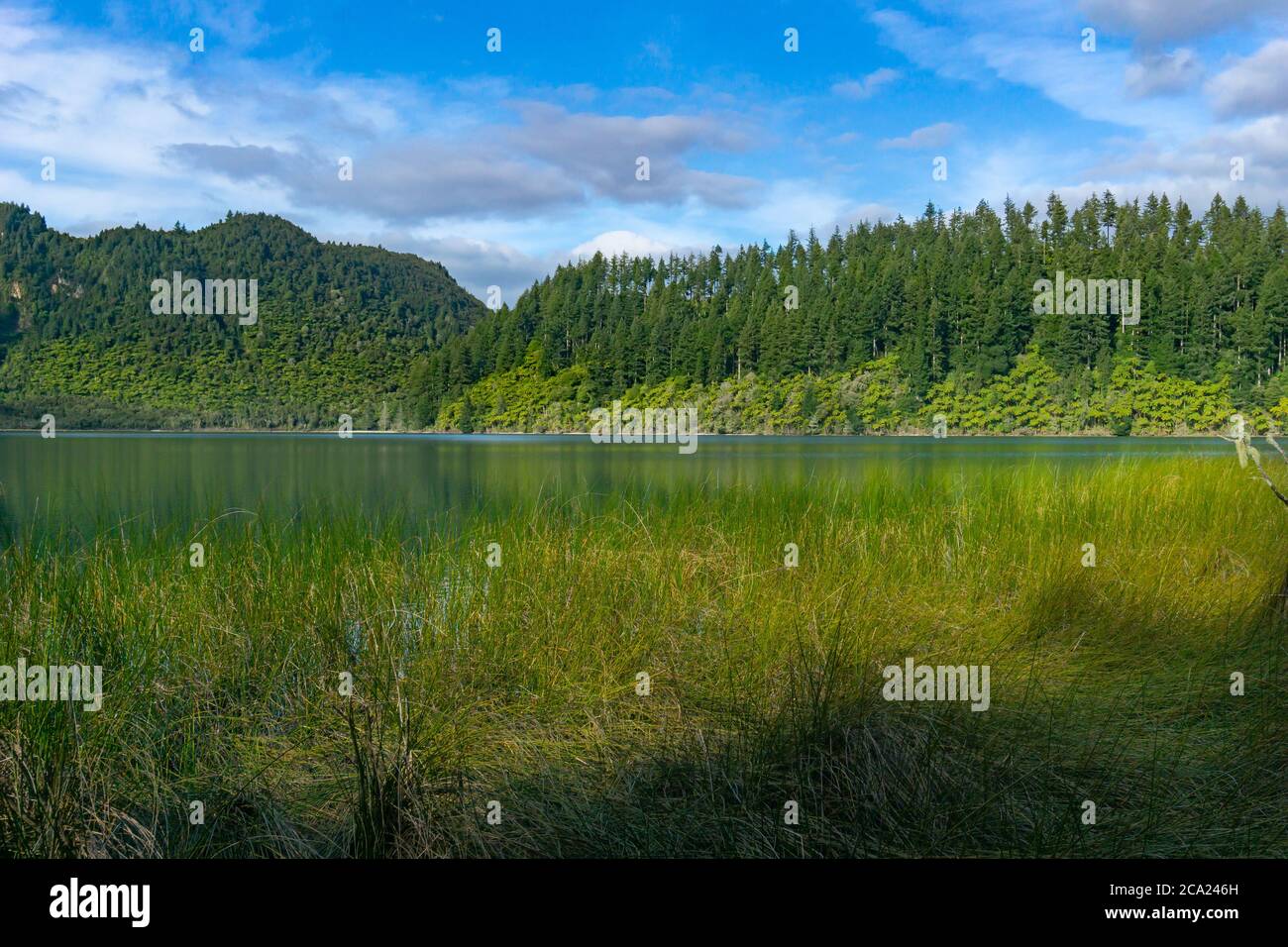 Vue sur le lac Blue sur les roseaux en bordure des fougères d'arbres bordant l'autre côté et des pins de plantation derrière. Banque D'Images