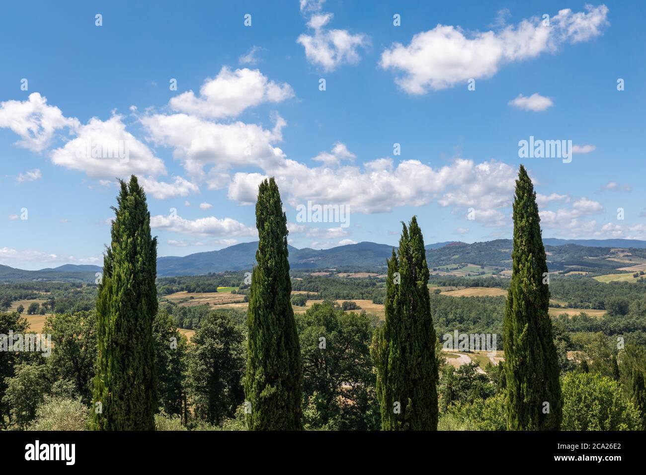 Paysage tuscanien emblématique, avec les couronnes de quatre cyprès alignés symétriquement, sous un ciel bleu avec des nuages puffés Banque D'Images