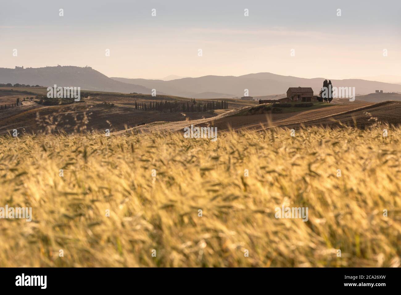 Paysage tuscanien emblématique, avec du blé en premier plan et une maison de campagne isolée en arrière-plan, dans la lumière de la fin de l'après-midi Banque D'Images