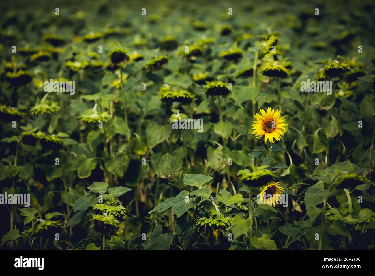 Un des derniers tournesols dans un champ, le reste étant asséché, avec des abeilles à l'intérieur. Démarquez-vous du concept de foule. Banque D'Images