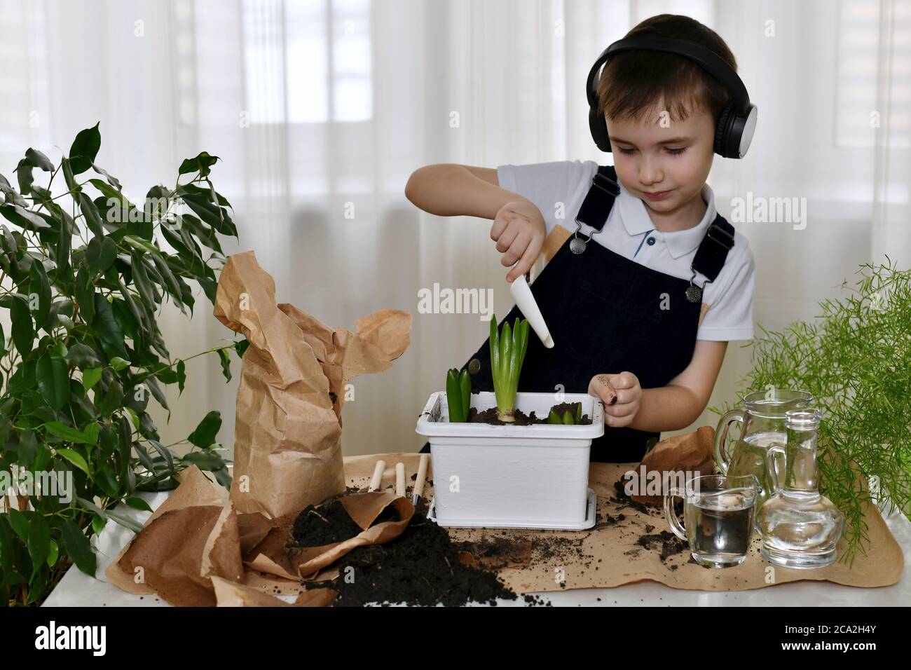 Le garçon est engagé de jacinthes, enfant satisfait arrosant les bulbes plantés avec le sol. Banque D'Images