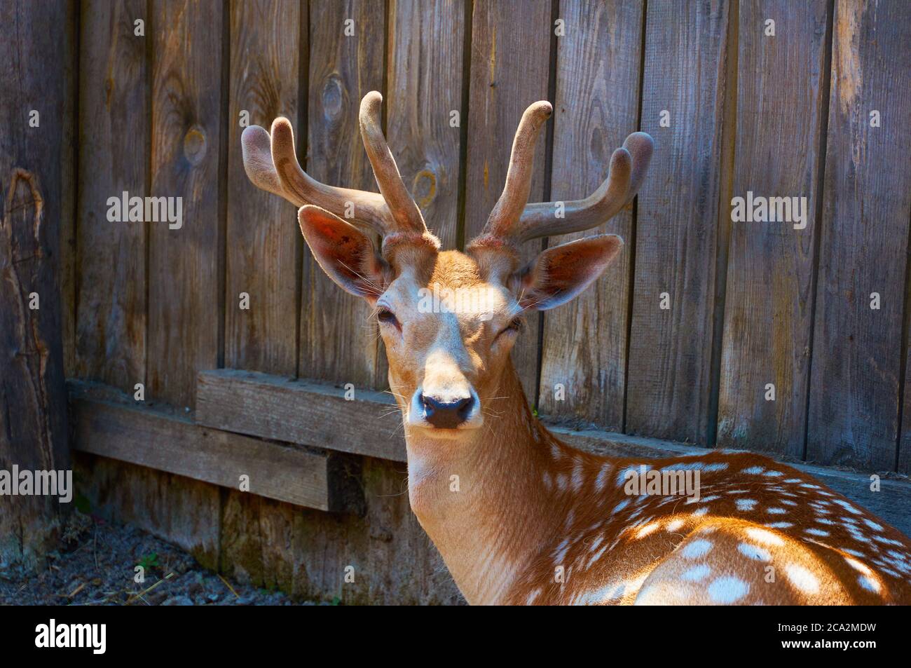 Gros plan de jeunes cerfs dans la plume. Banque D'Images