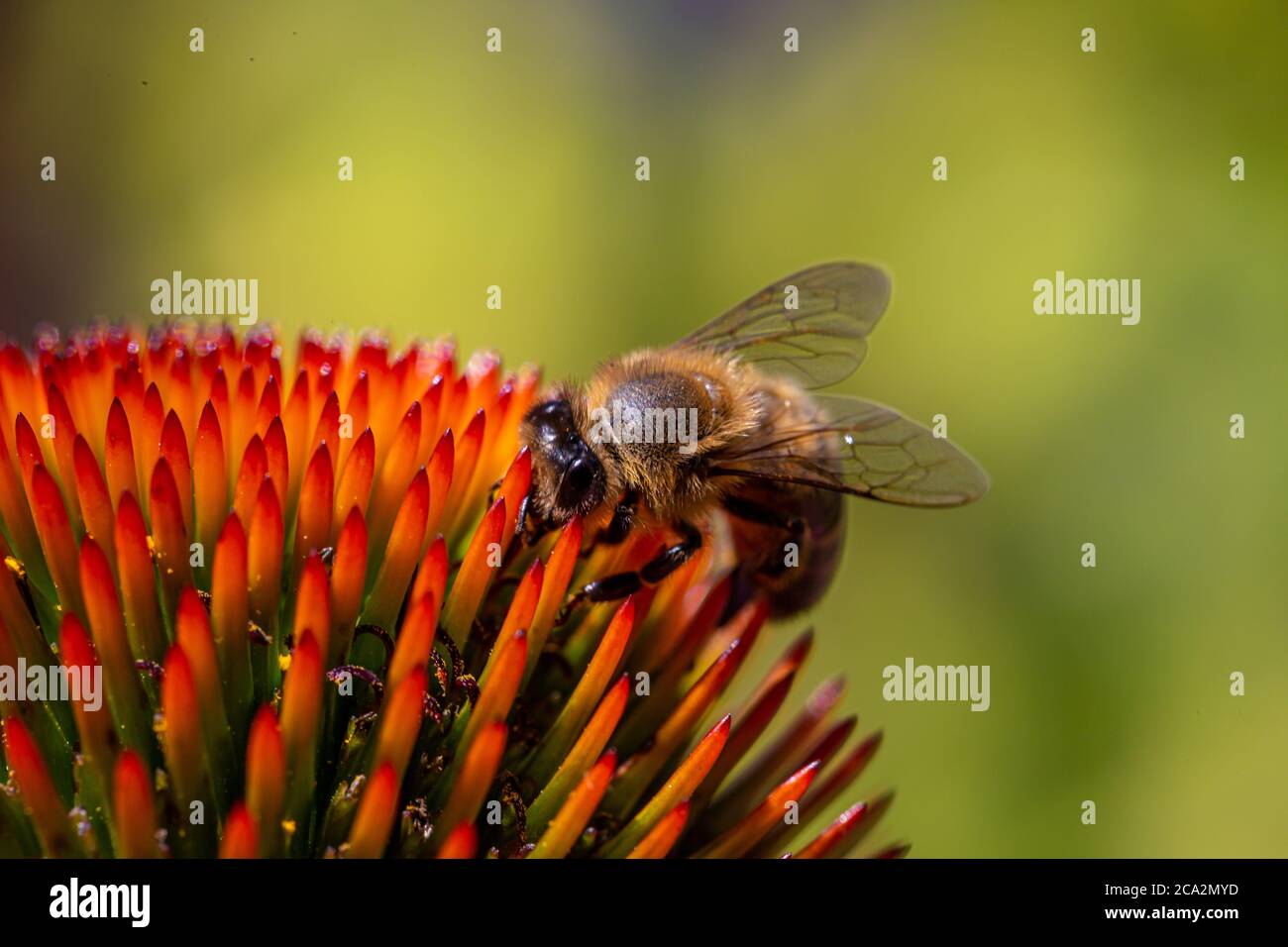 Gros plan d'une abeille perchée sur une fleur, avec une faible profondeur de champ Banque D'Images