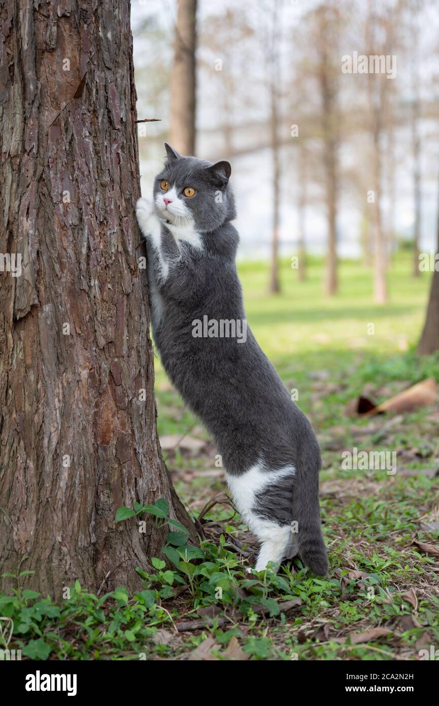 Le chat de shorthair britannique veut grimper un arbre Banque D'Images