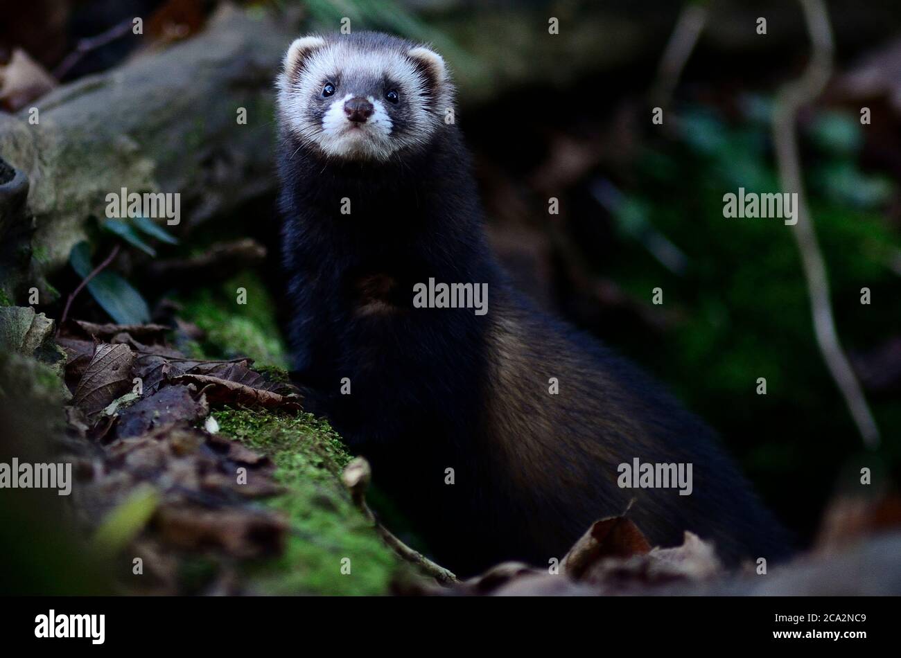 Furet chasse le long de haie Banque D'Images