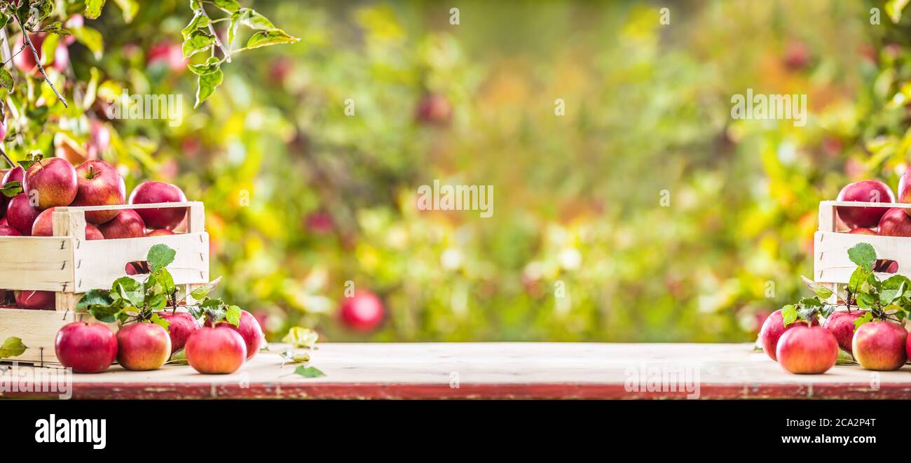 Pommes rouges mûres fraîches dans une caisse en bois sur la table de jardin Banque D'Images
