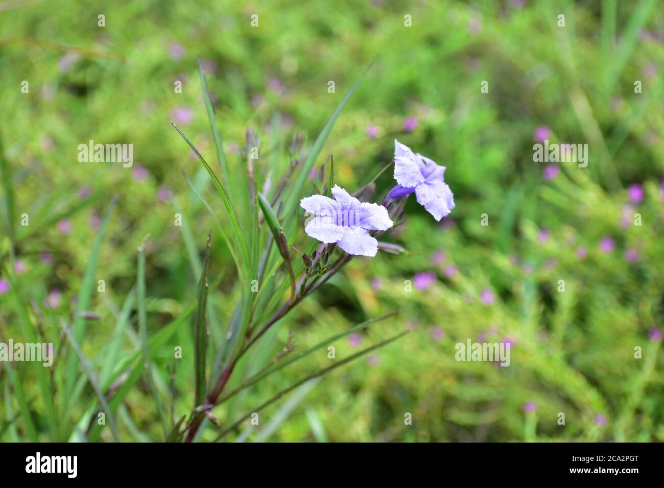 Fleurs violettes en focus avec un arrière-plan flou . Fleurs de gloire du matin Banque D'Images