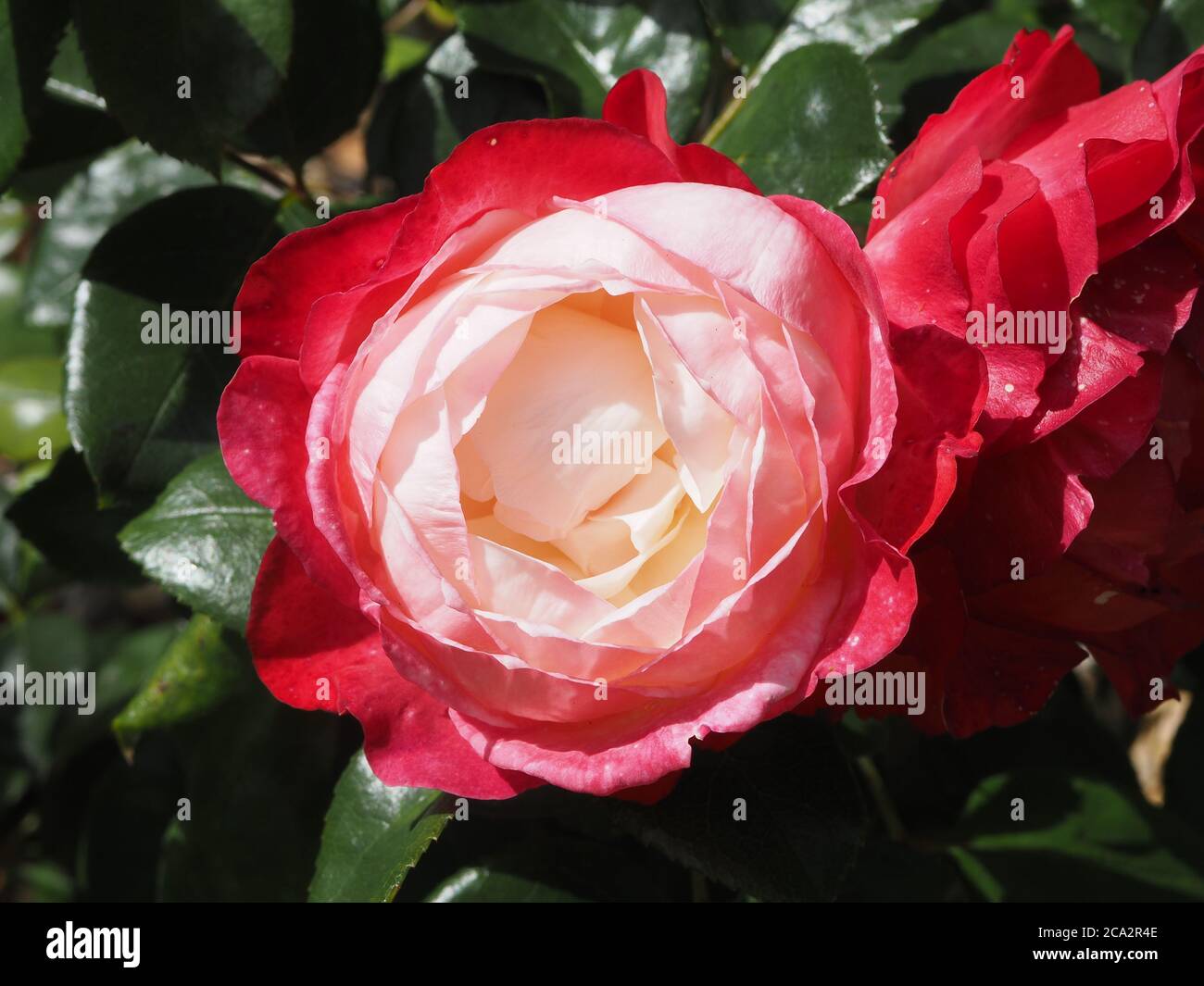 Fleur de rose rouge et blanche unique 'nostalgie' en pleine fleur Banque D'Images