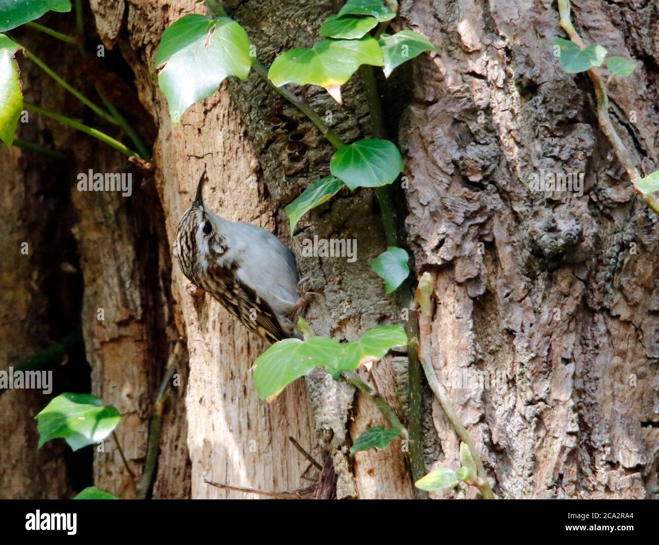 Matériau de collecte Treecreeper pour construire son nid Banque D'Images