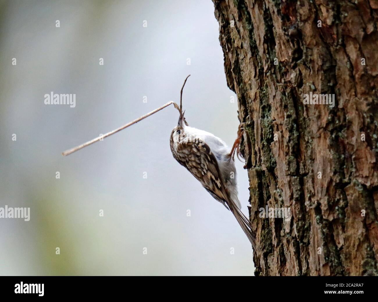 Matériau de collecte Treecreeper pour construire son nid Banque D'Images