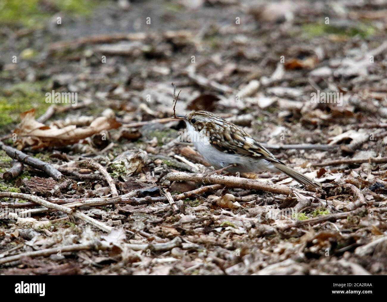 Matériau de collecte Treecreeper pour construire son nid Banque D'Images