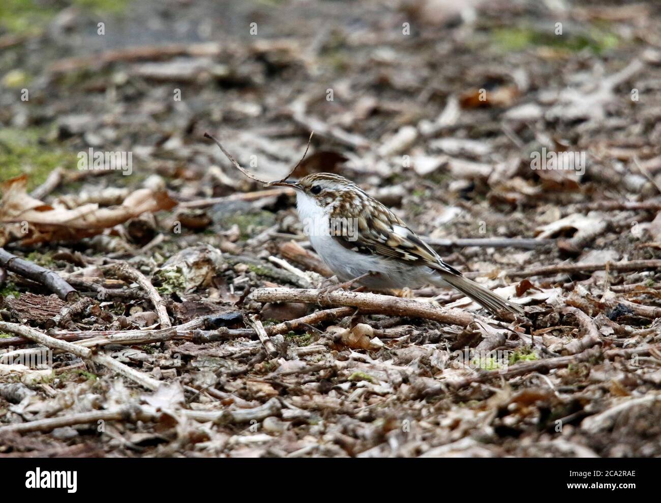 Matériau de collecte Treecreeper pour construire son nid Banque D'Images