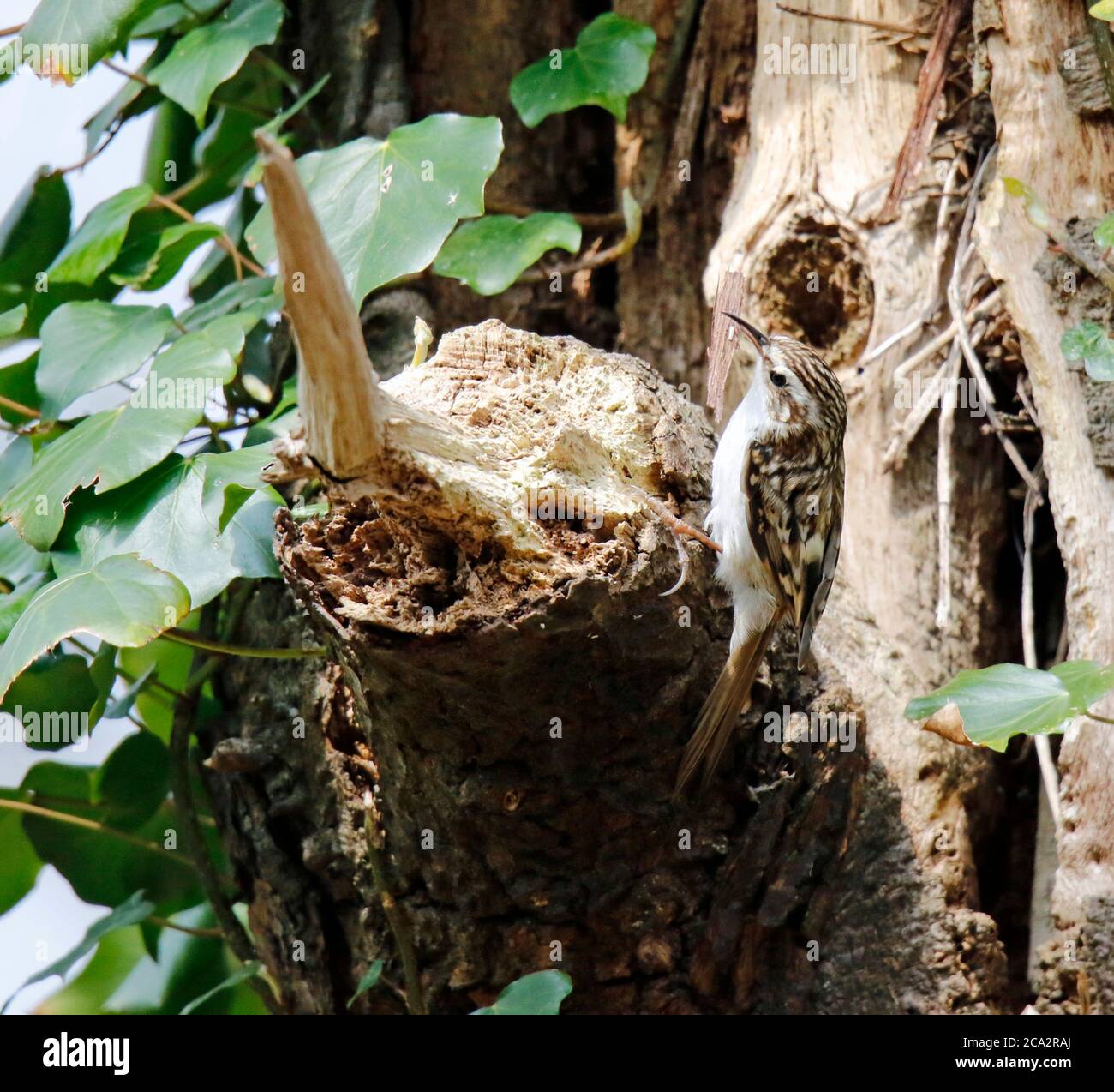 Matériau de collecte Treecreeper pour construire son nid Banque D'Images