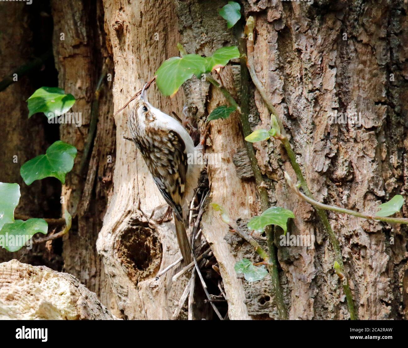 Matériau de collecte Treecreeper pour construire son nid Banque D'Images