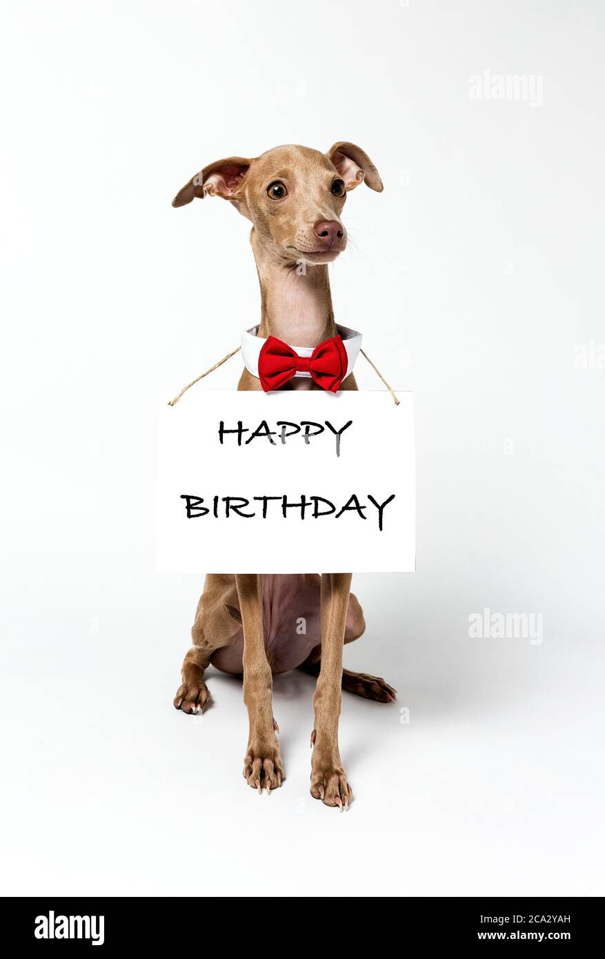 Portrait De Chien Italien Greyhound Piccolo Avec Tableau Noir Et Lettres Dans L Etude Joyeux Anniversaire Photo Stock Alamy Portrait De Chien Italien Greyhound Piccolo Avec Tableau Noir Et Lettres Dans L Etude Joyeux Anniversaire Photo Stock Alamy